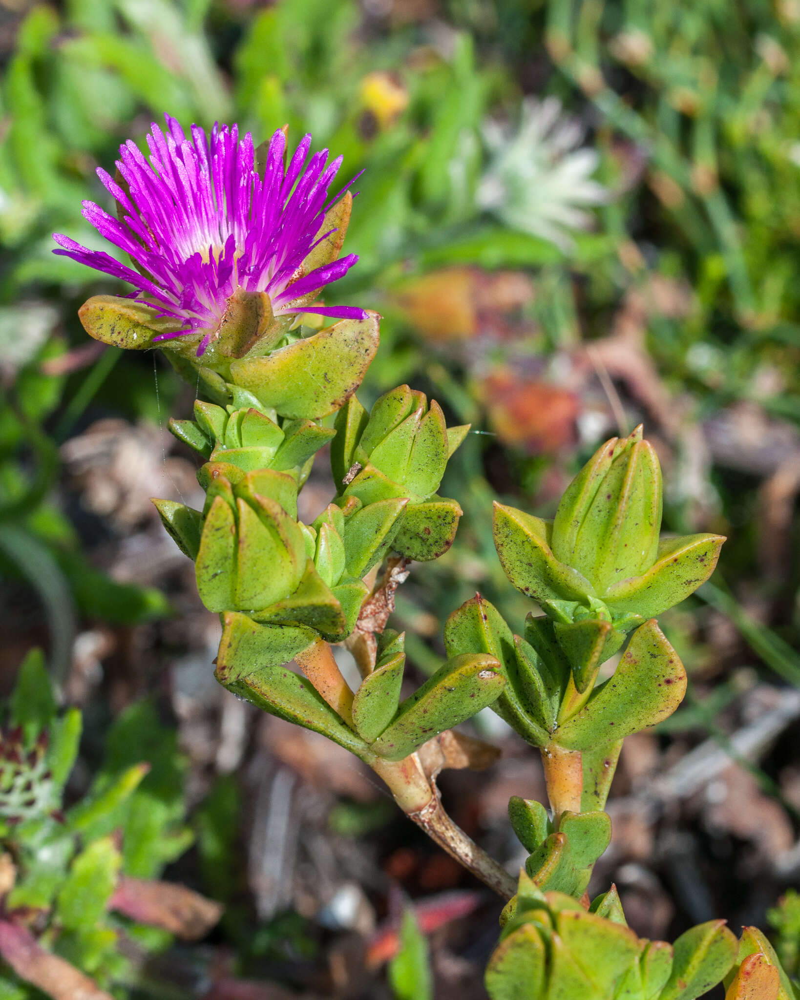 Image of Erepsia steytlerae L. Bol.