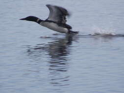 Image of loons