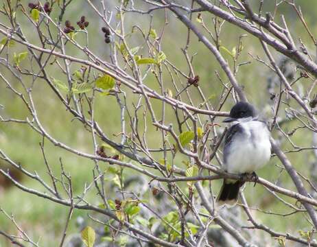 Image of Eastern Kingbird