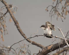 Image of Eastern Kingbird