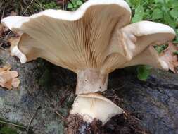 Image of Clitocybe nebularis (Batsch) P. Kumm. 1871