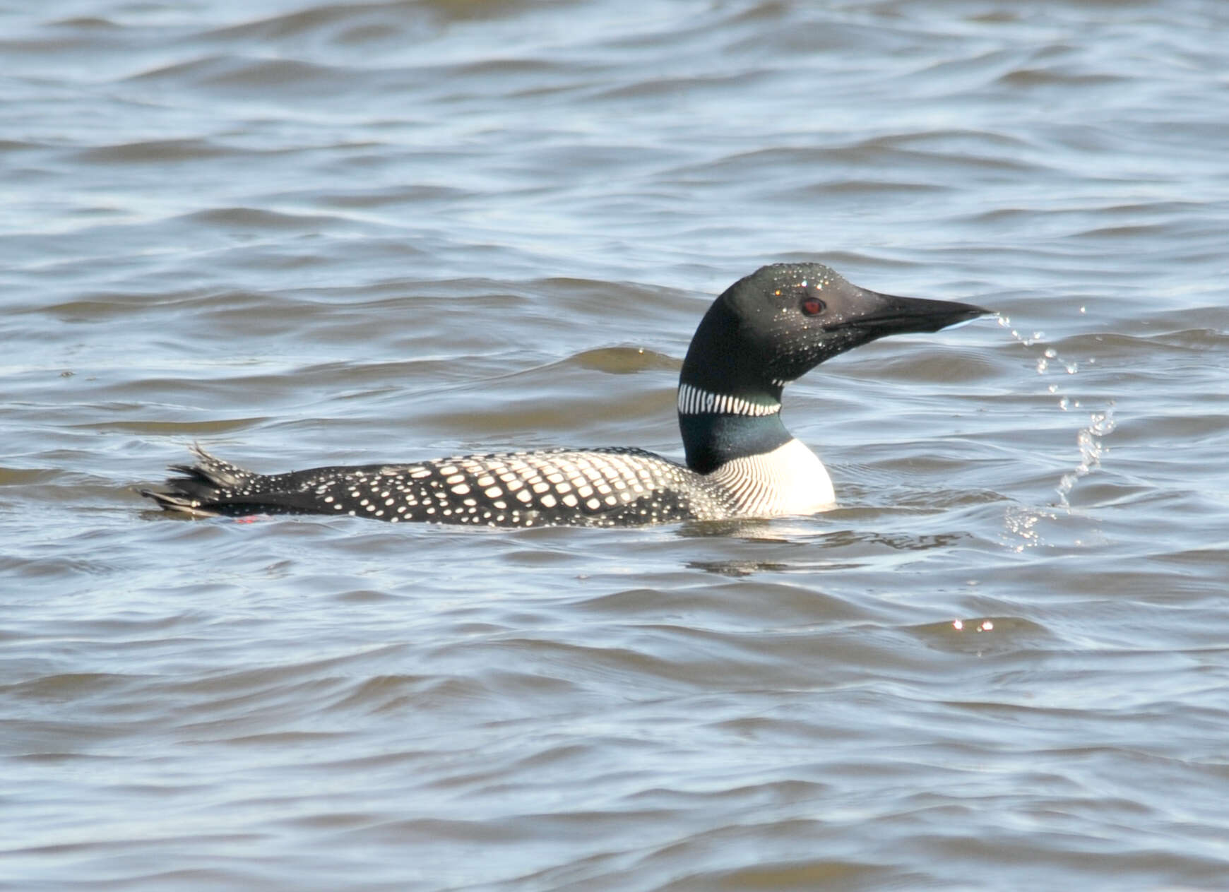 Image of loons