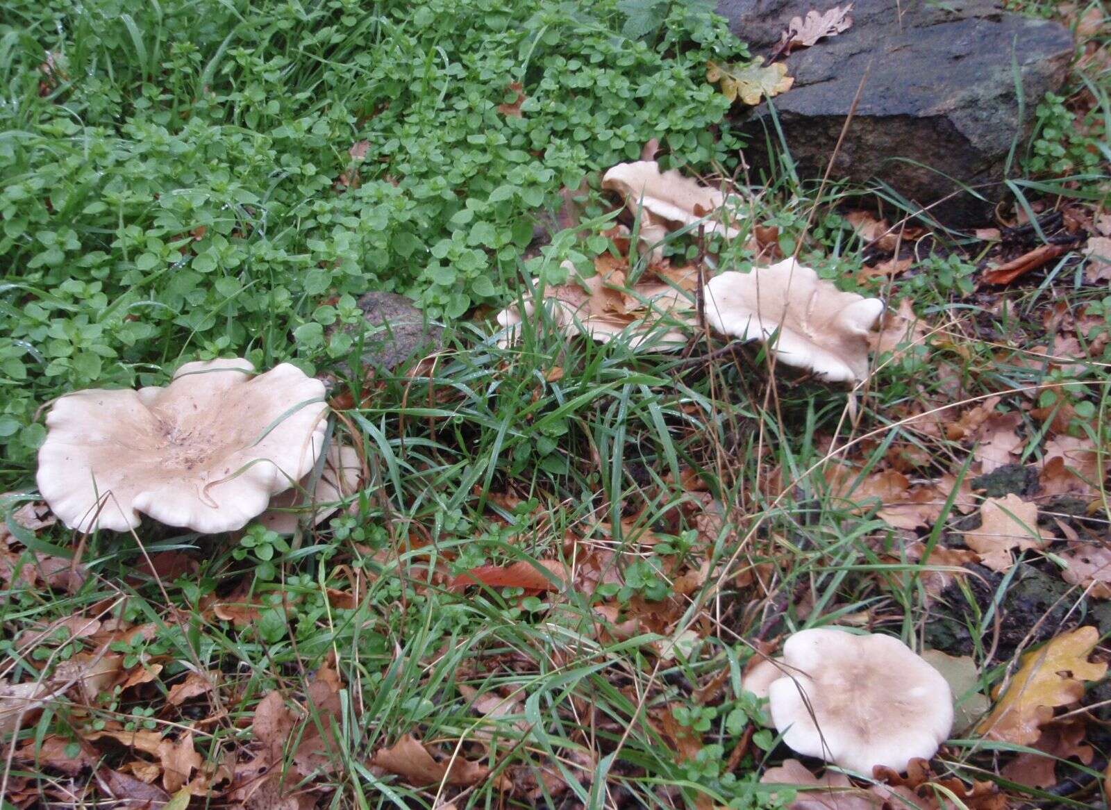 Image of Clitocybe nebularis (Batsch) P. Kumm. 1871