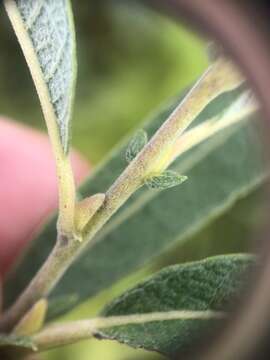 Image of prairie willow