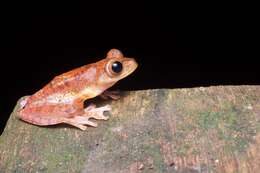 Image of Harlequin Tree Frog