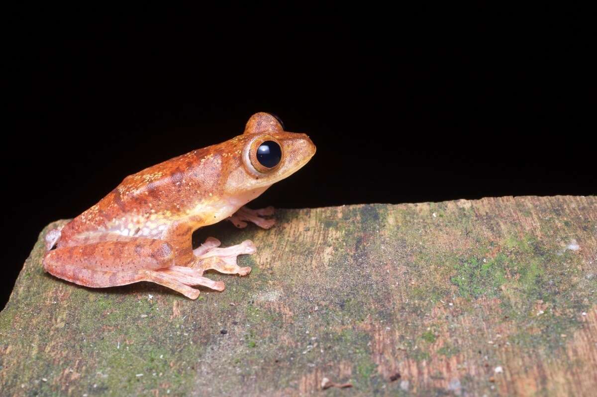 Rhacophorus pardalis Günther 1858 resmi