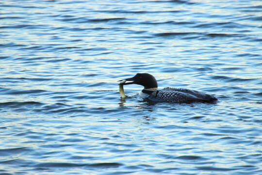 Image of loons