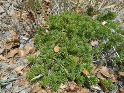 Image of serpentine bedstraw