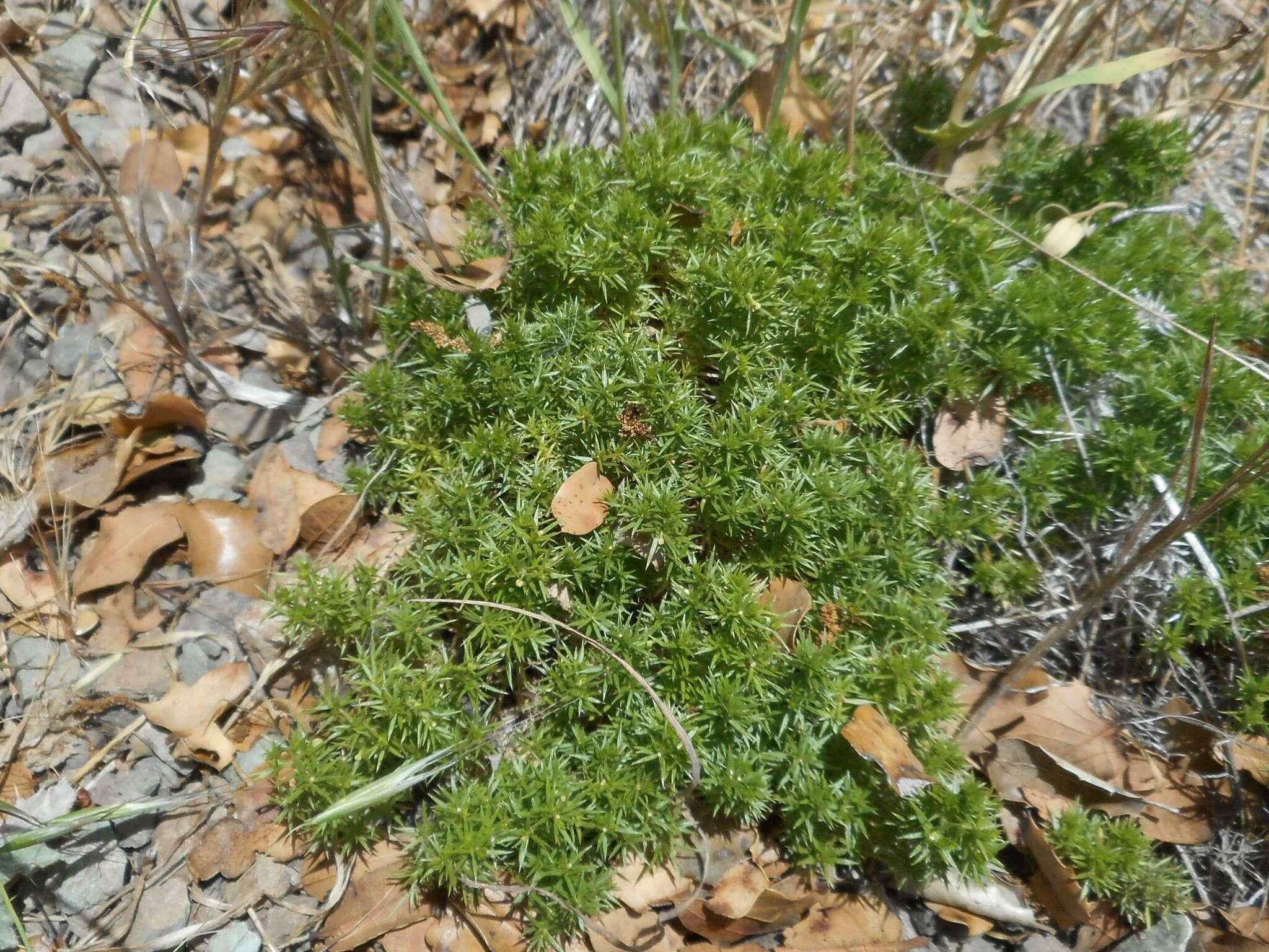 Image of serpentine bedstraw