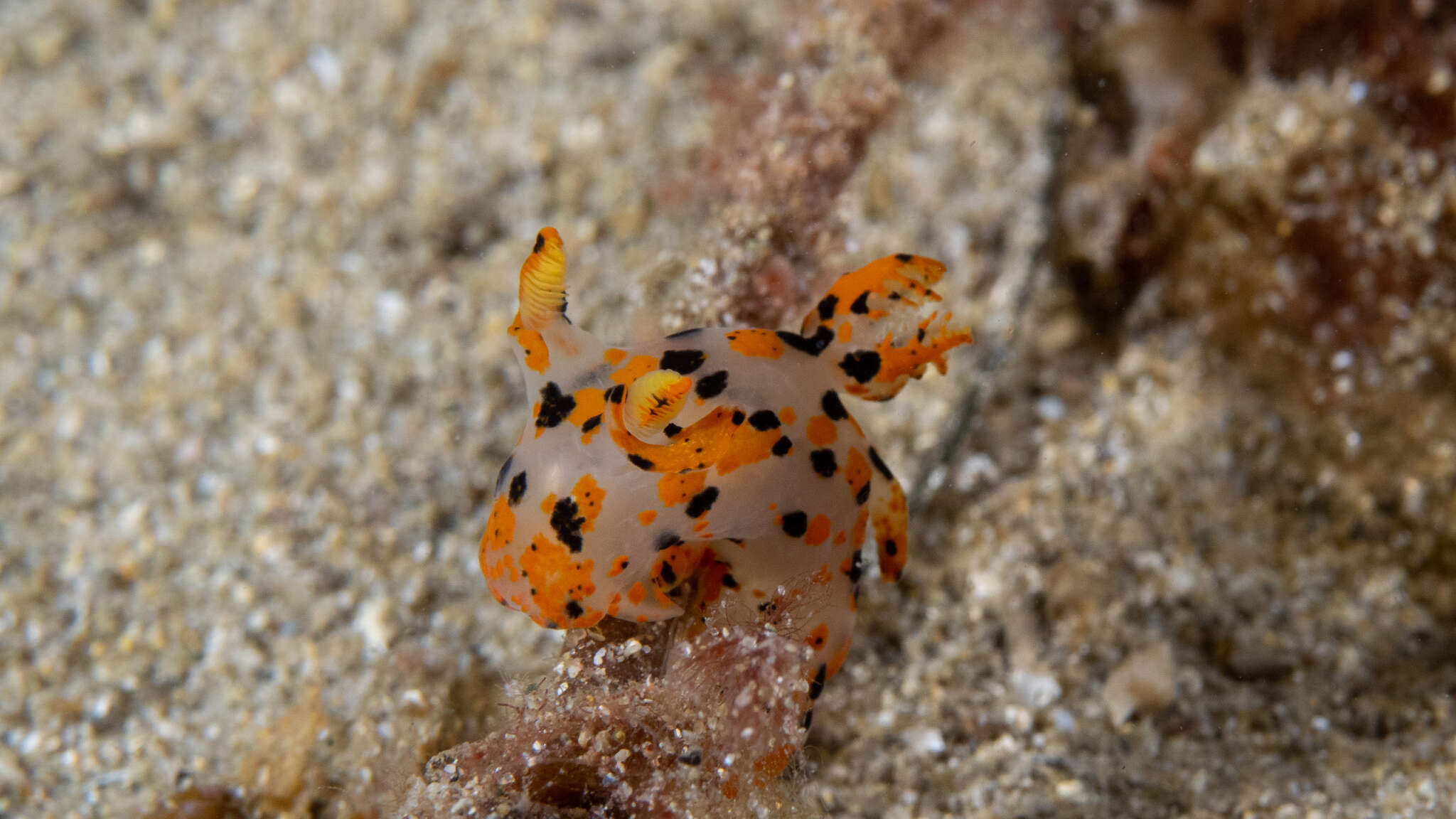 Image of Sea slug