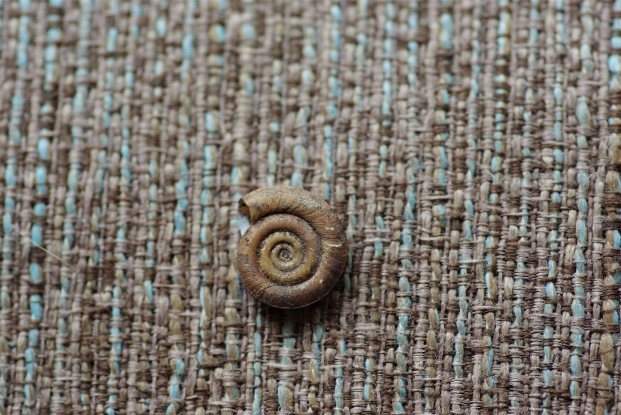 Image of Ram's Horn Snail