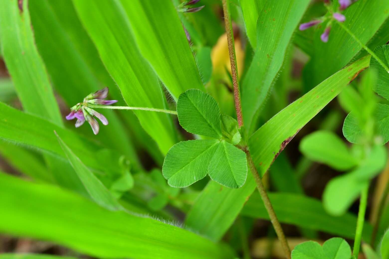 Image of Aztec Clover