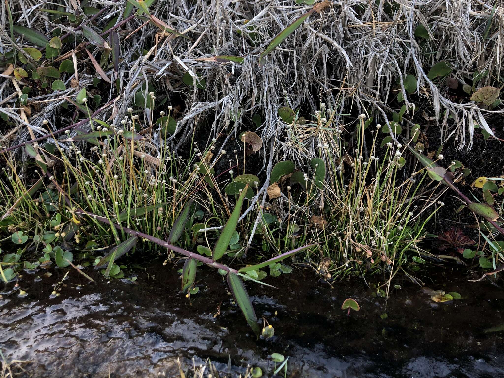 Image of rough pipewort