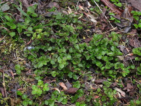 Plancia ëd Chrysosplenium lanuginosum Hook. fil. & Thoms.