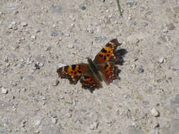 Image of Eastern Comma