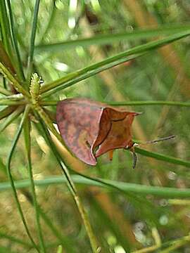 Слика од Acromis spinifex (Linnaeus 1763)