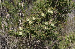 Image de Melaleuca squarrosa Donn