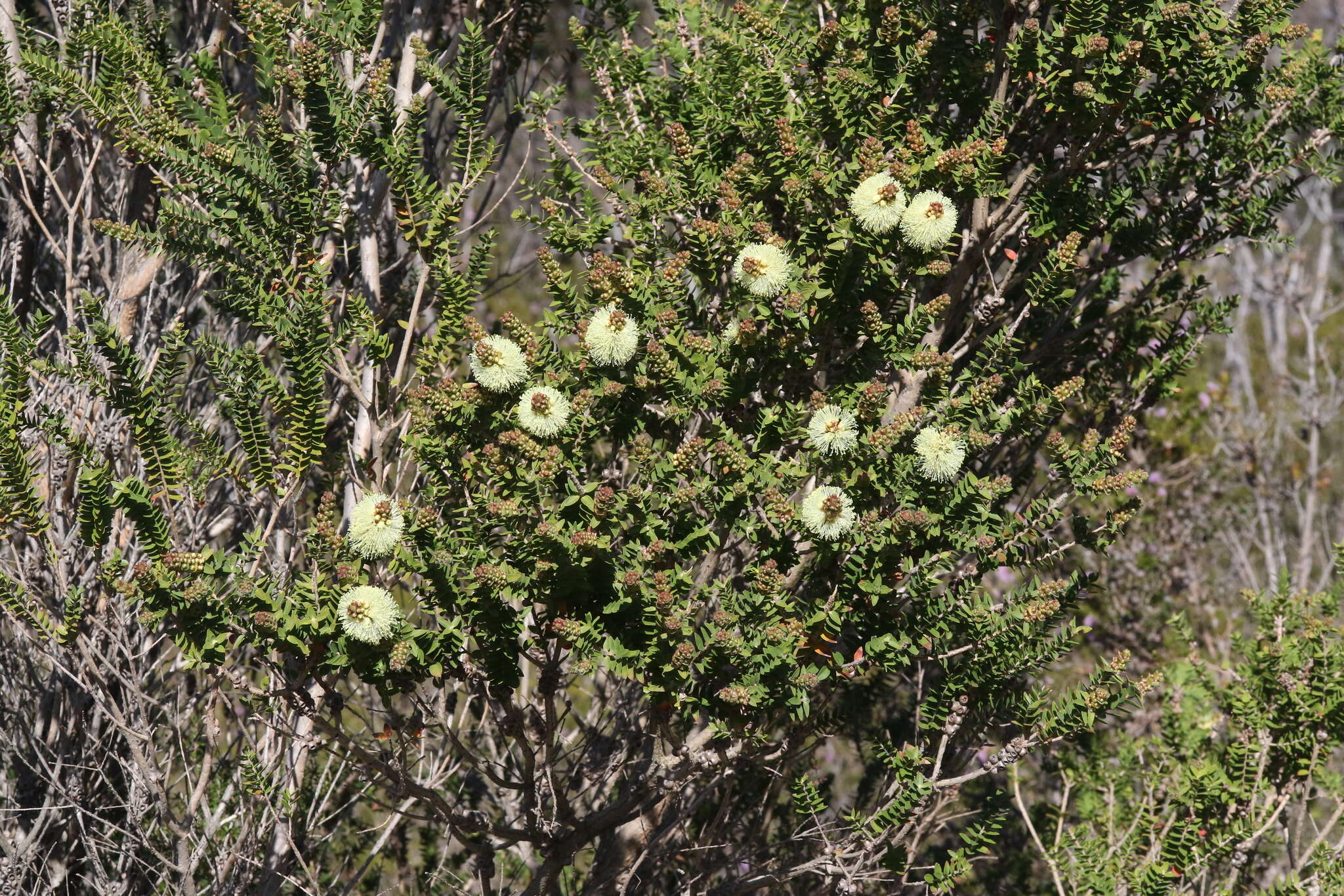 Image of bottlebrush teatree