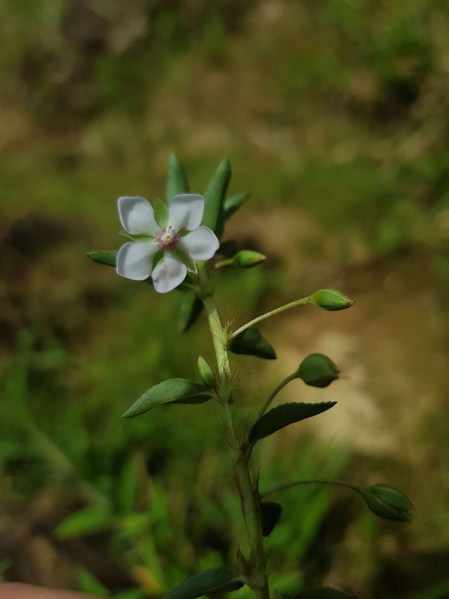 Imagem de Sauvagesia erecta L.