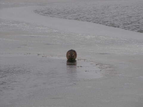 Image of muskrat