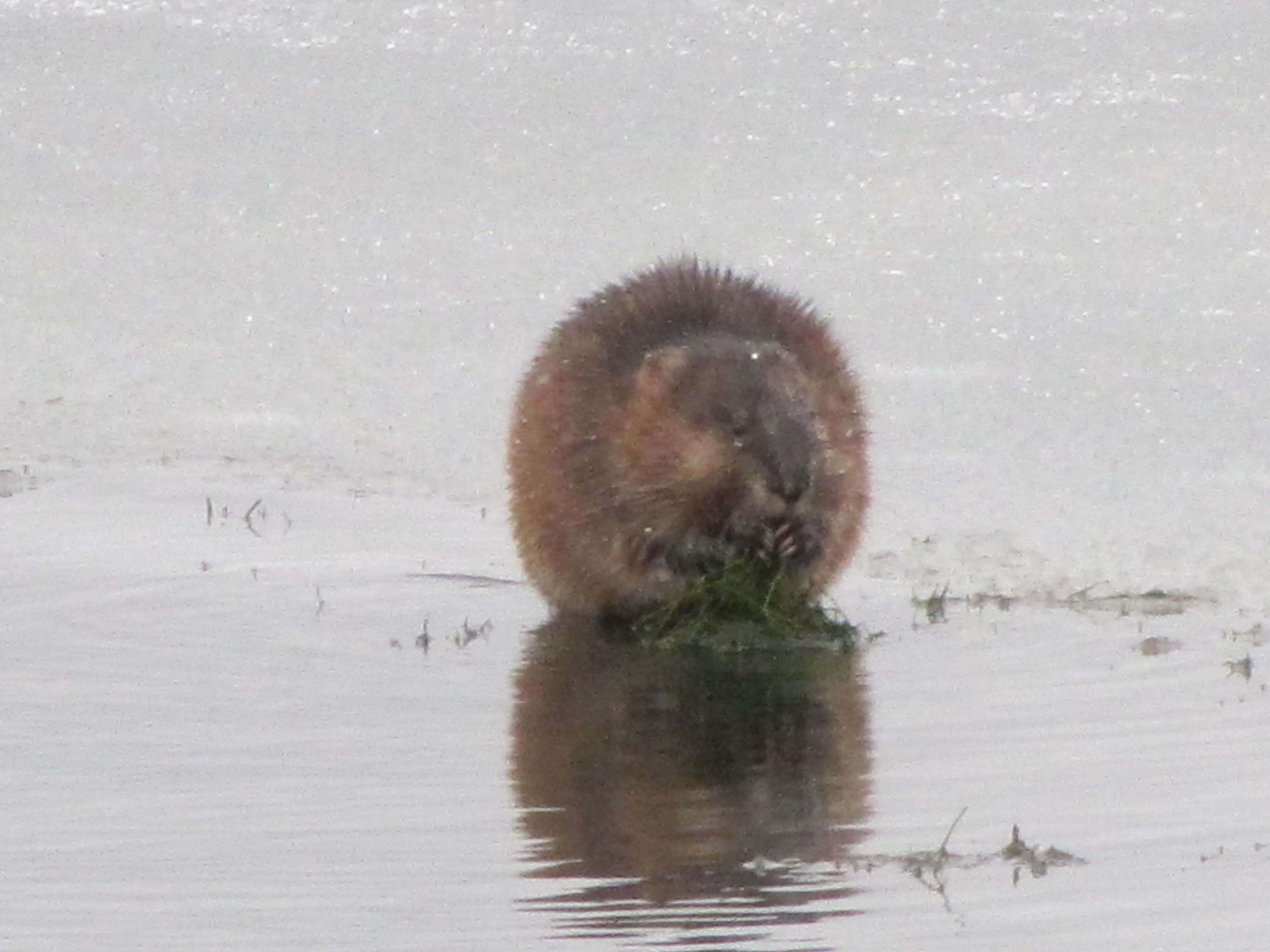 Image of muskrat