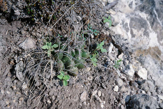 Image of Thelocactus tulensis (Polseg.) Britton & Rose