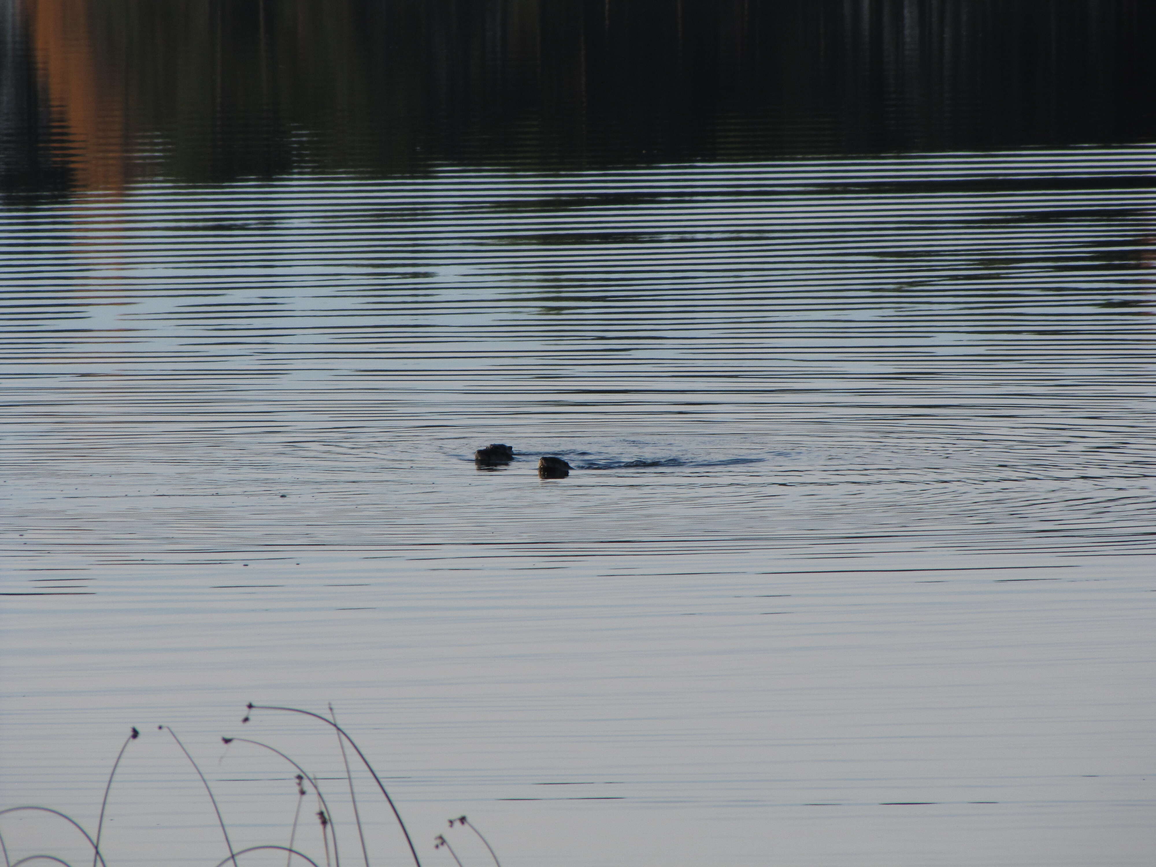 Image of Otter sp.