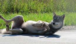 Imagem de Canis lupus nubilus Say 1823