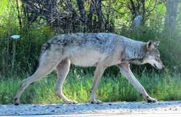 Imagem de Canis lupus nubilus Say 1823