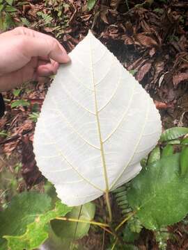 Ficus grossularioides Burm. fil.的圖片