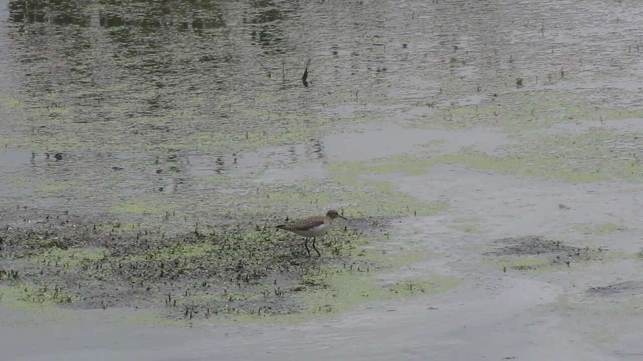 Image of Solitary Sandpiper