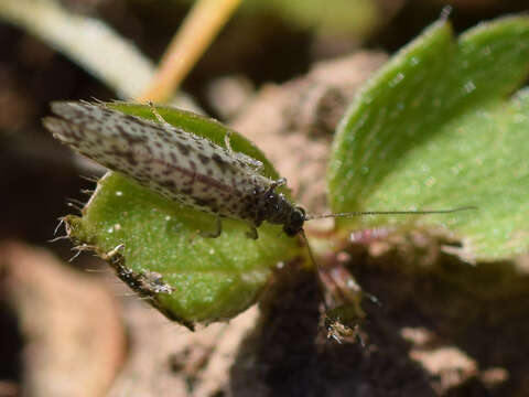 Image of Brown lacewing