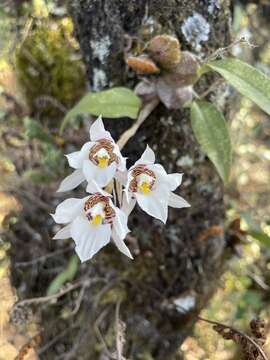 Image of Rhynchostele cervantesii (Lex.) Soto Arenas & Salazar