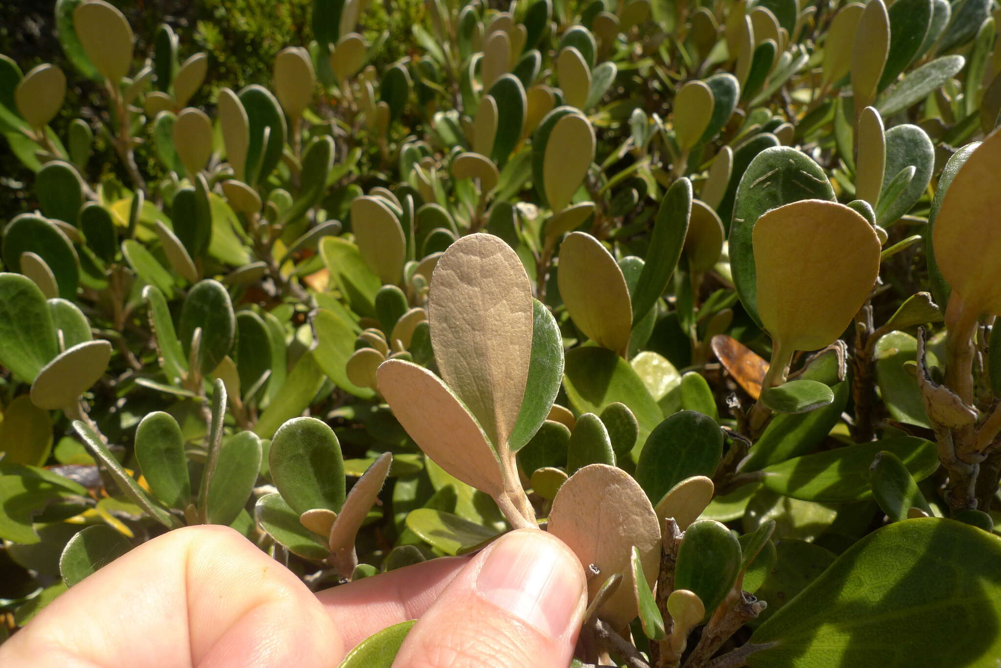 Image of Brachyglottis bidwillii (Hook. fil.) B. Nord.