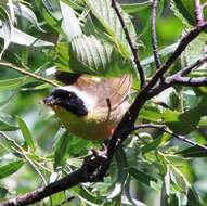 Geothlypis trichas (Linnaeus 1766) resmi