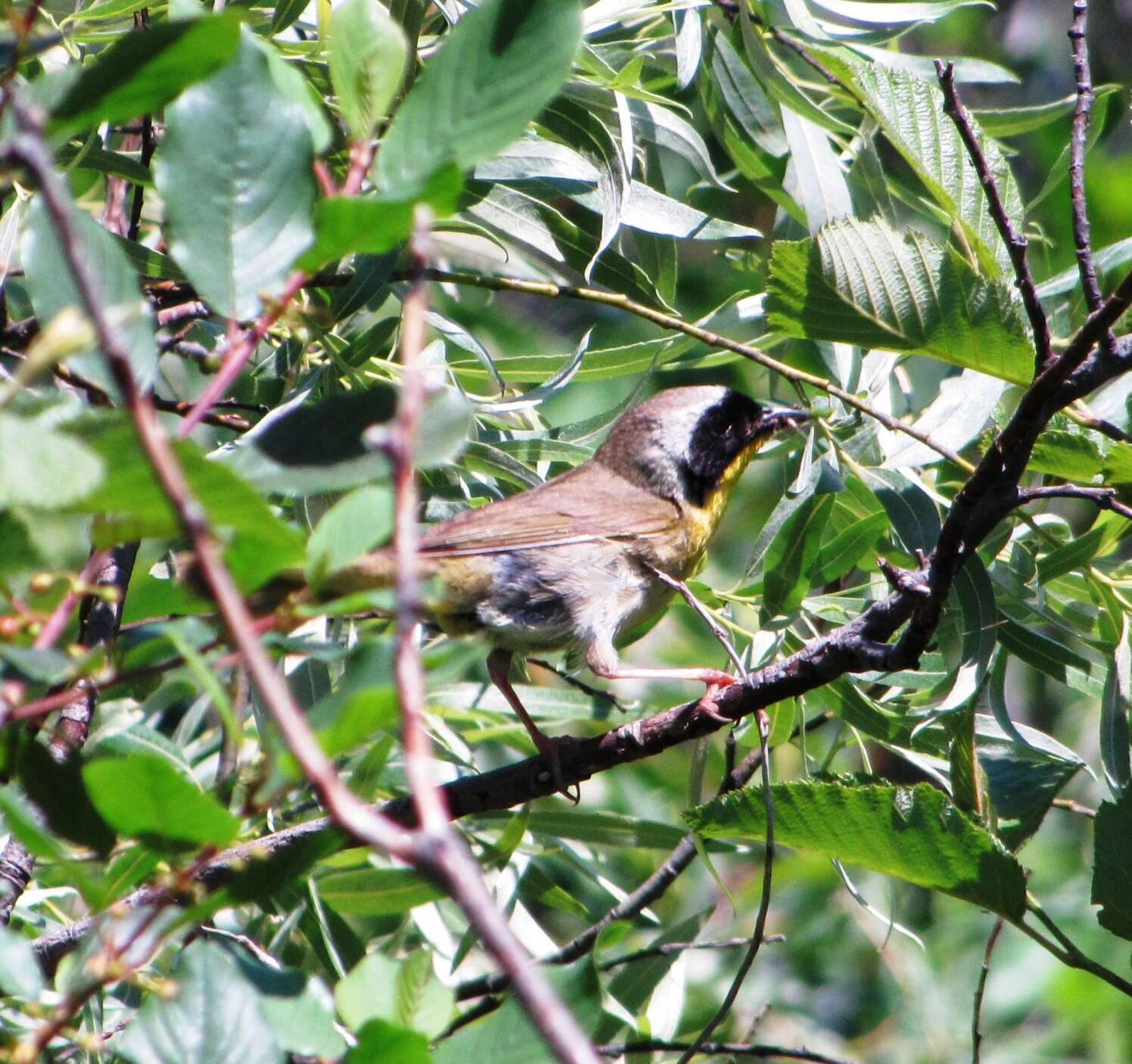 Geothlypis trichas (Linnaeus 1766) resmi