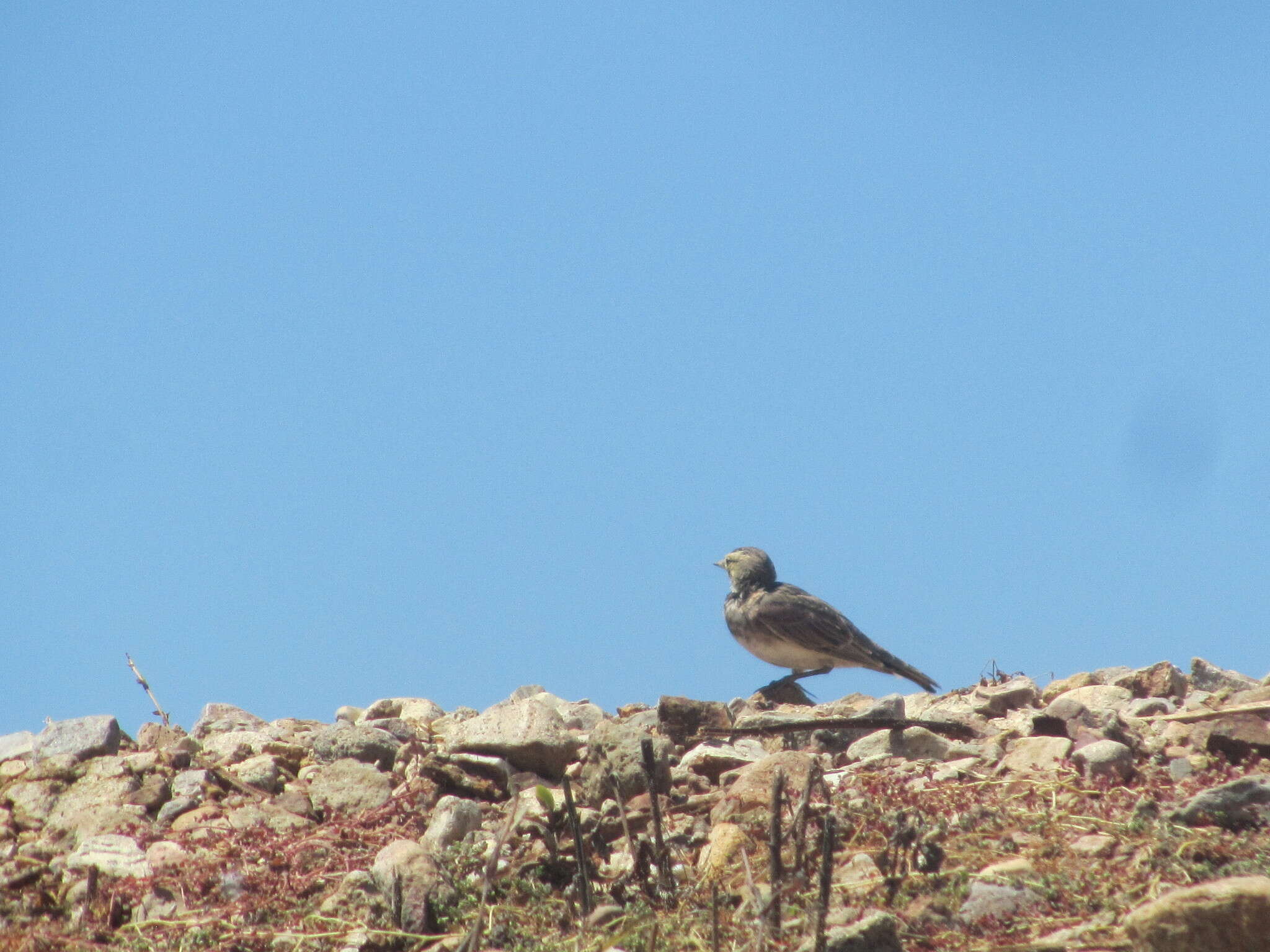 Image of Eremophila alpestris actia (Oberholser 1902)