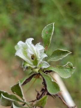 Imagem de Asphondylia antennariae (Wheeler 1889)