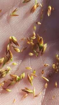 صورة Rhynchospora filifolia A. Gray