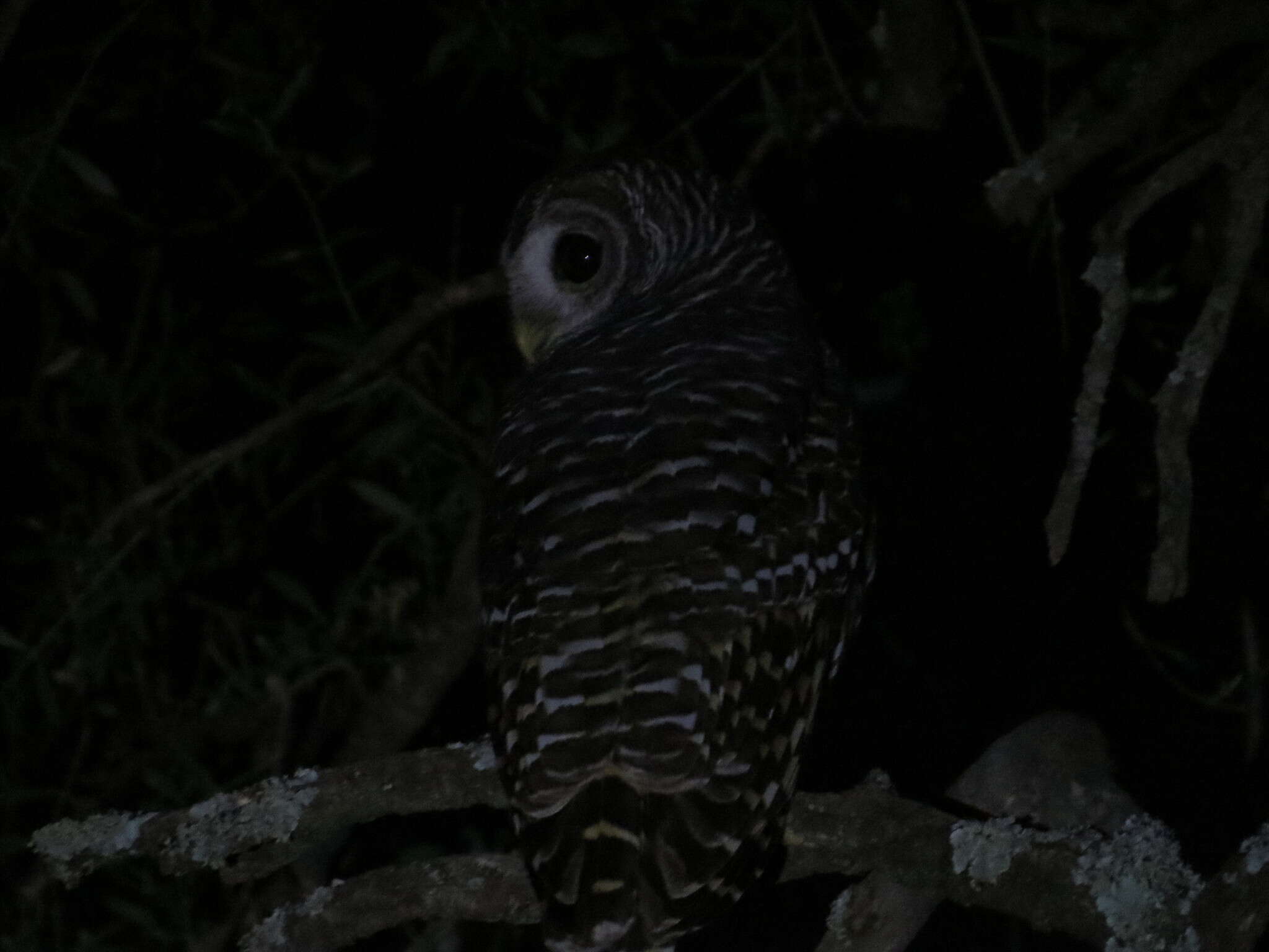 Image of Chaco Owl