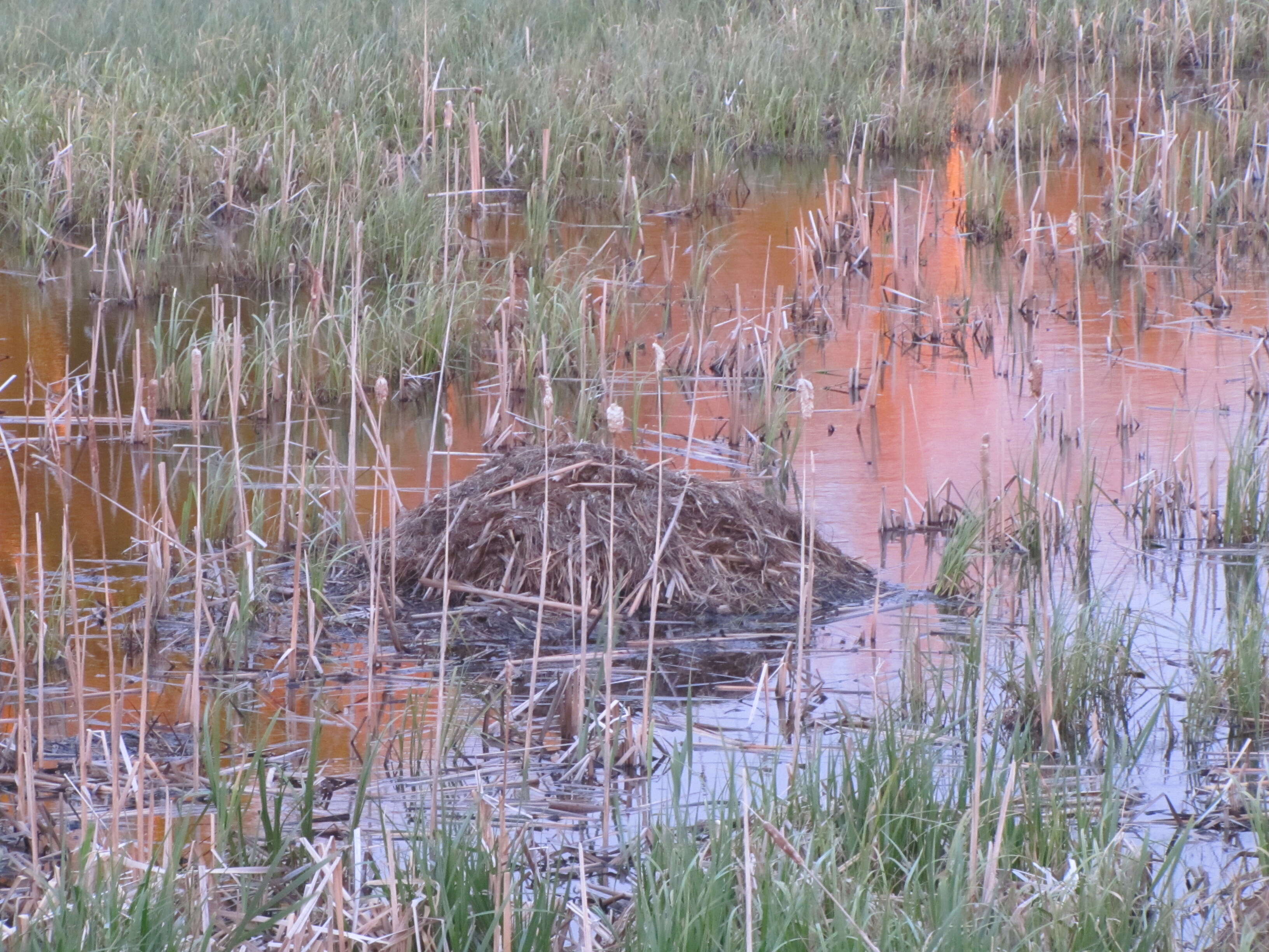 Image of muskrat