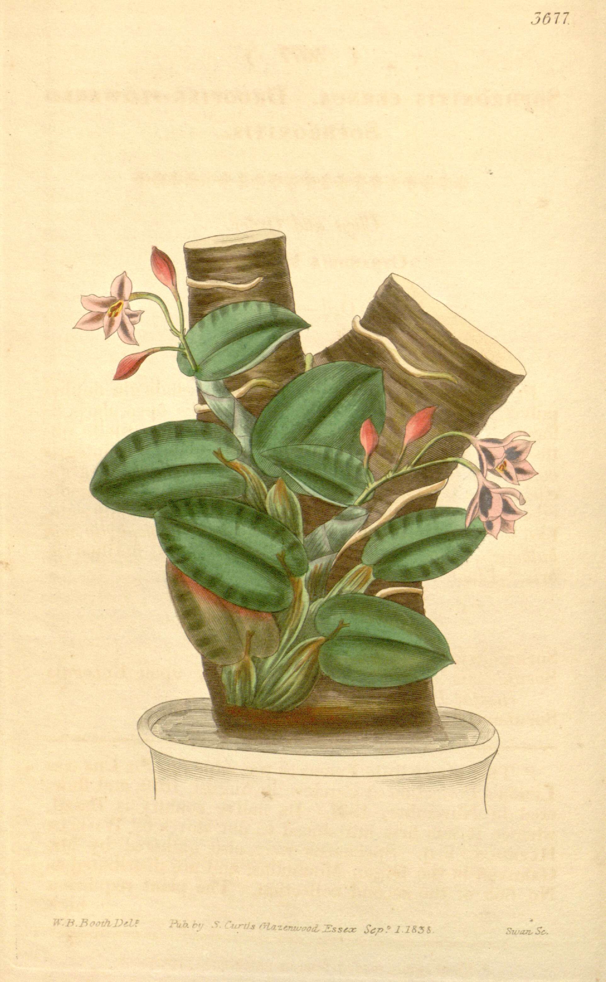 Image of Cattleya cernua (Lindl.) Van den Berg