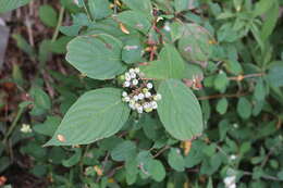 Image of redosier dogwood