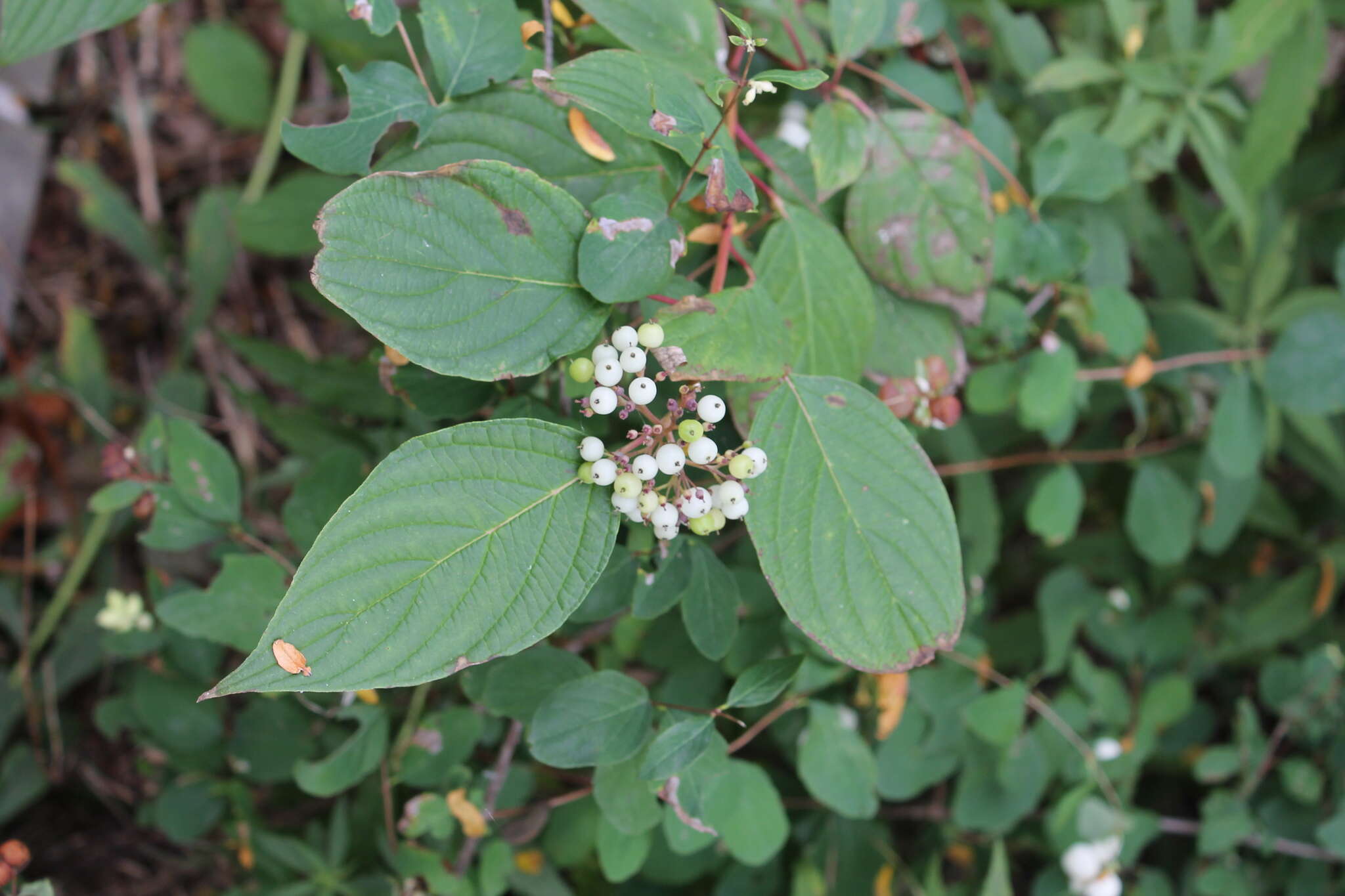 Image of redosier dogwood