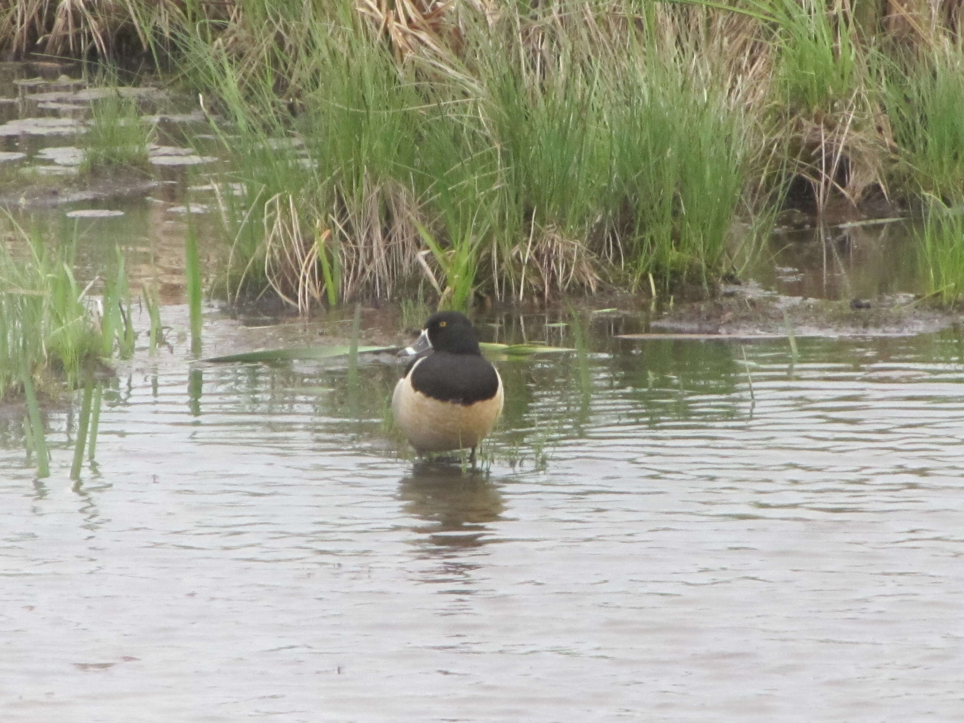 Image of Ring-necked Duck