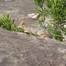 Image of Sri Lankan jackal