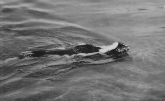 Image of Hooded and Striped Skunks