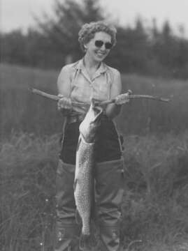 Image of Northern pike