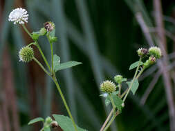 Sivun Melanthera nivea (L.) Small kuva