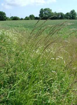 Image of Button Grass